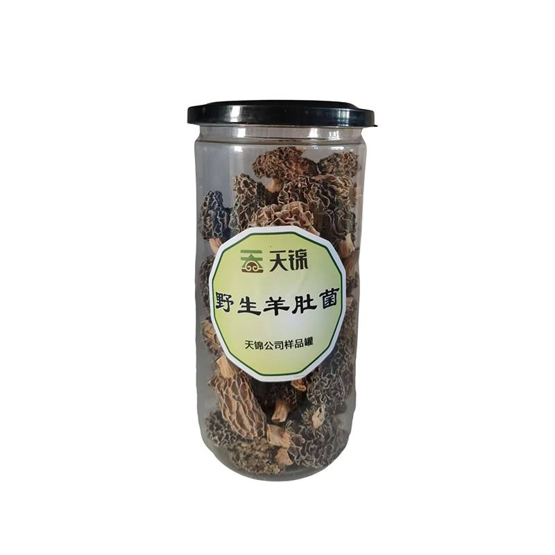 Wild morel mushroom